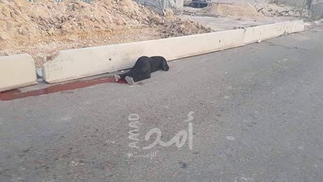 محدث - استشهاد ألاء وهدان برصاص جيش الاحتلال عند حاجز قلنديا شمال القدس - فيديو