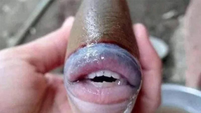 سمكة تشبه الإنسان فى ماليزيا .. تعرف