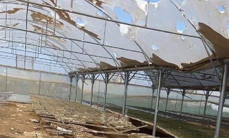 تنفيذ مبادرة لجني محصول الجوافة في جنوب قطاع غزة
