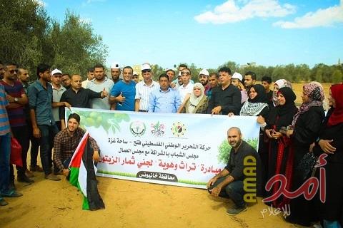مجلس الشباب وبالشراكة مع مجلس العمال يستمران في الاسبوع الوطني لجني الزيتون في محافظة خانيونس