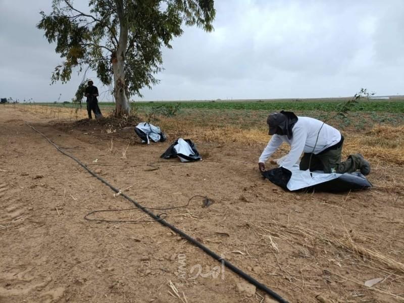 إعلام عبري: إكمال مشروع "التشجير الأمني" قرب السياج الفاصل شرق قطاع غزة