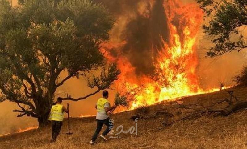 حرائق في غابات المغرب وسط جهود متسارعة لاحتواء النيران