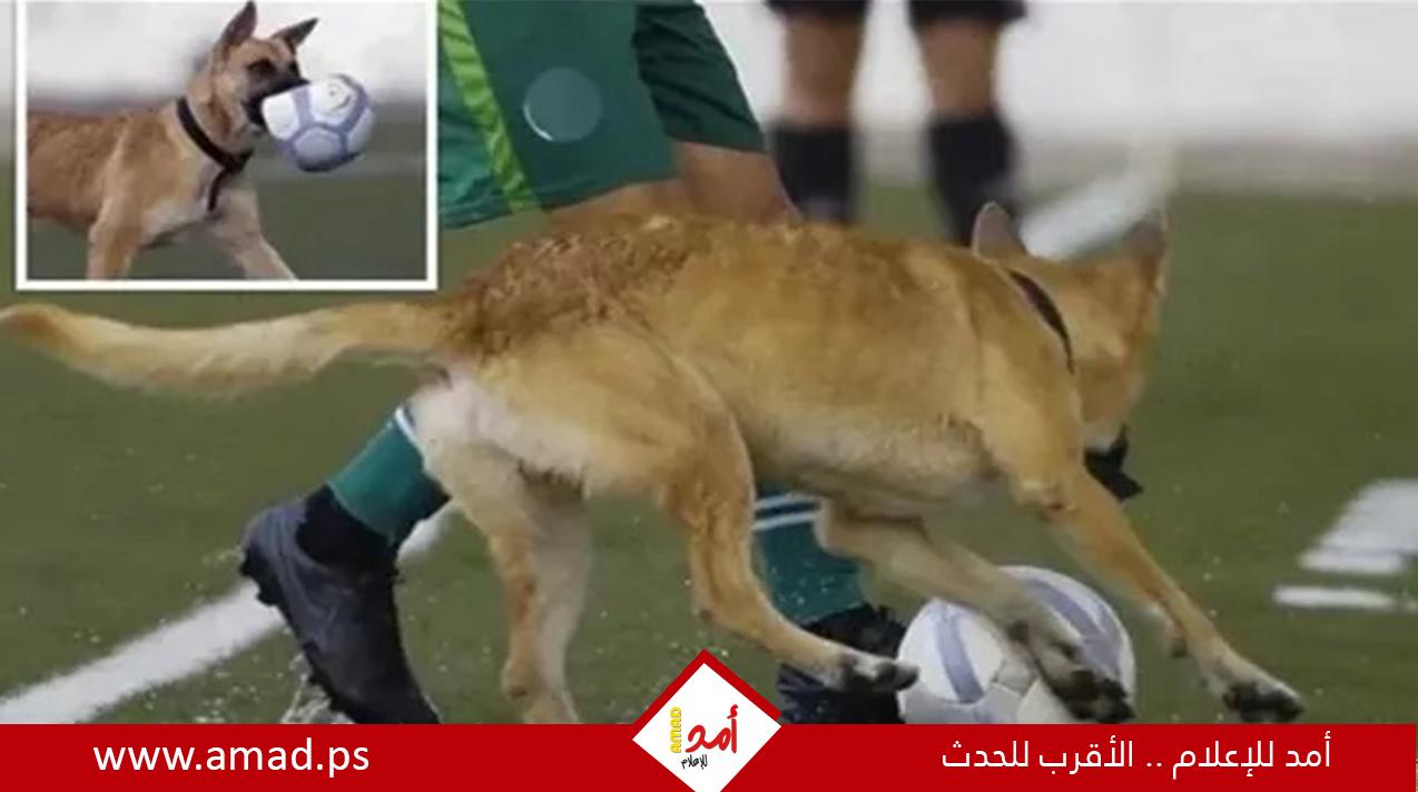 كلب يقتحم الملعب ويمسك بالكرة وسط هتاف الجمهور في المكسيك