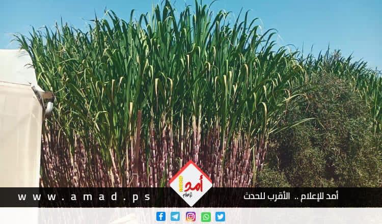 المزارع الفلسطيني "محمد قديح" يعيد زراعة أرضه بقصب السكر بدلاً من الزيتون - فيديو