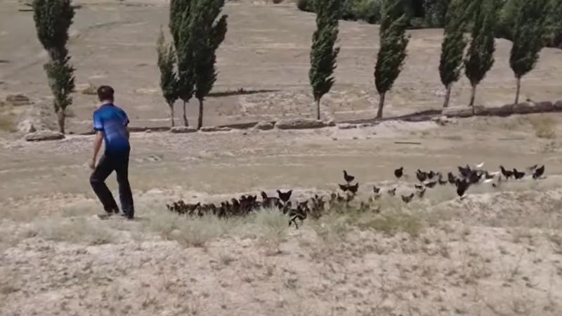 تدريب خمسة آلاف دجاجة لحماية النظام البيئي في الصين - شاهد