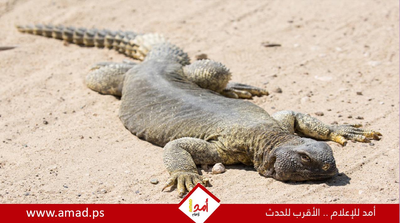 السحلية المصرية.. تشبه التمساح ولا تشرب الماء إلا نادرا