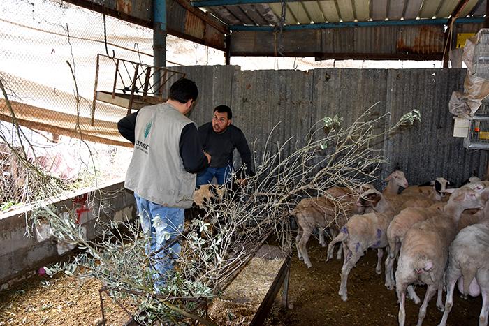 العمل الزراعي يبدأ بتنفيذ مشروع "تأهيل أصول سبل المعيشة لمربي الاغنام" في قطاع غزة