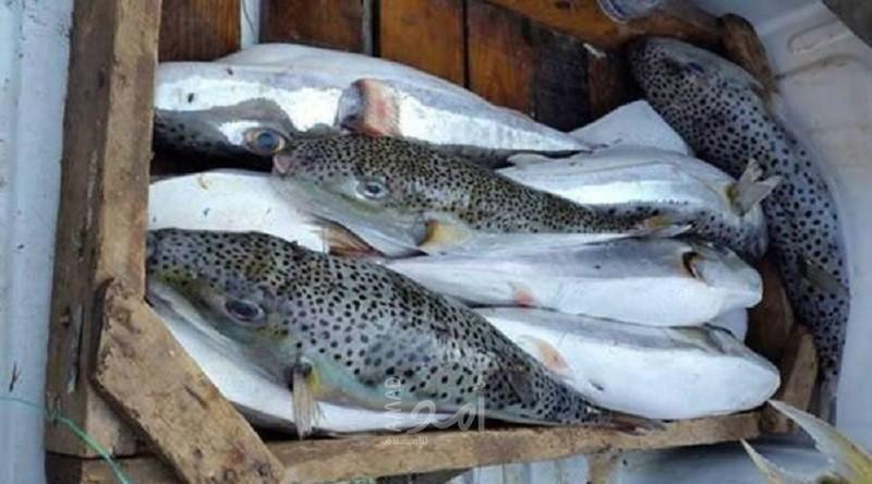 غزة: إصابة 8 مواطنين بالتسمم لتناول سمك مجهول المصدر