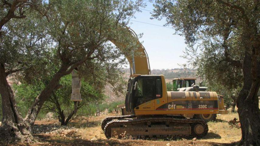 جيش الاحتلال يخطر بتجريف 29 دونما مزروعة بالنخيل والزيتون في الأغوار