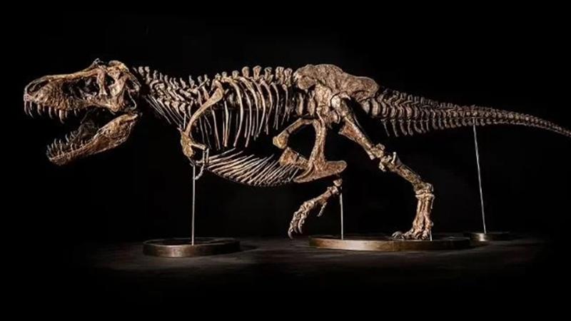 عرض هيكل عظمي لديناصور عمره 66 مليون عام بمزاد علني