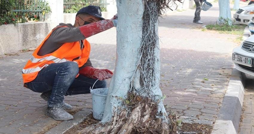 بلدية غزة تبدأ بتنفيذ مشروع لزيادة المساحات الخضراء وتقليم الأشجار