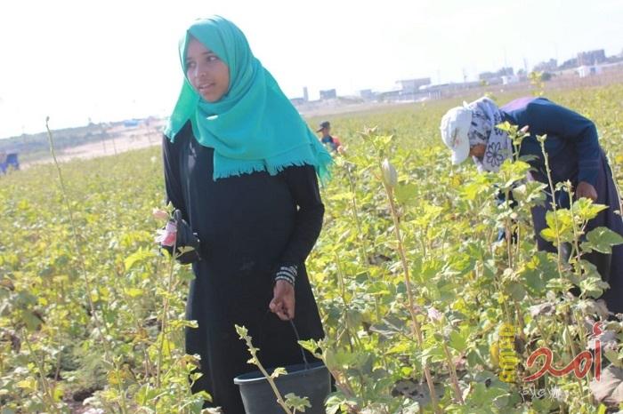بالفيديو والصور.. بين مطرقتى القتل والموت البطئ .. نساء عائلة جندية لغتهن الصمود من أجل لقمة العيش