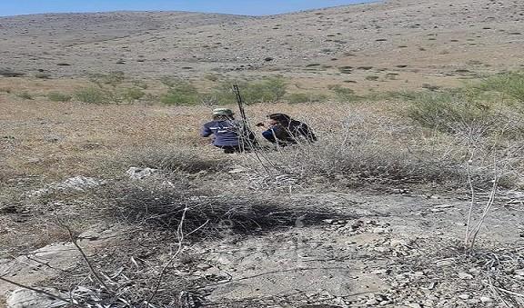 أبقار المستوطنين تخرب المحاصيل البعلية للمواطنين في الأغوار الشمالية
