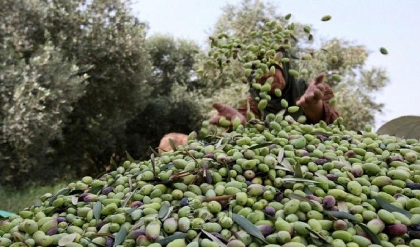 تقرير: موسم الزيتون بفلسطين... عرس وطني على أنغام الطبيعة
