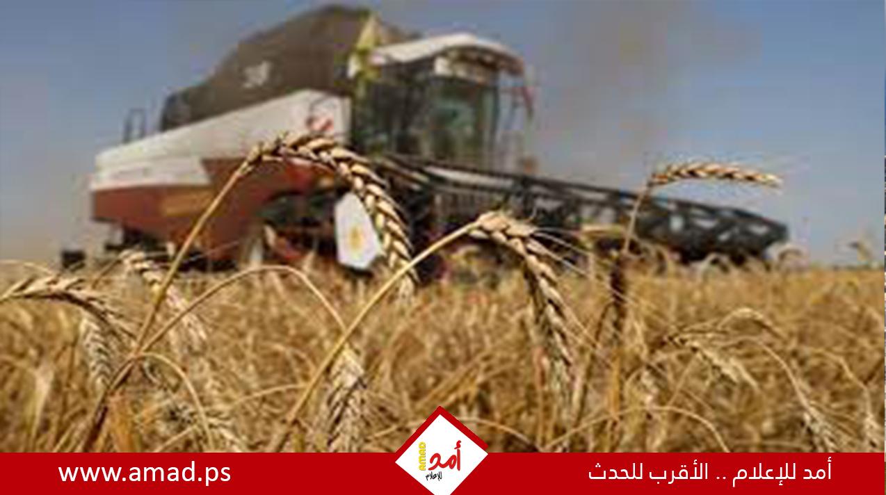 3 دول عربية في قائمة أكثر 5 دول مستوردة للحبوب الروسية في العالم