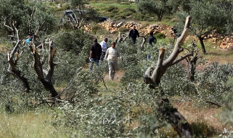 مستوطنون يقتلعون (600) شجرة زيتون غرب نابلس