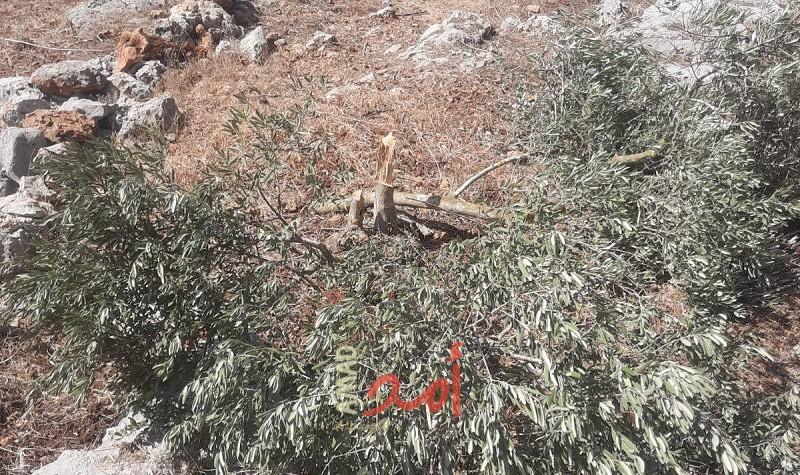 سلفيت: مستوطنون يقتلعون ويكسرون 258 غرسة زيتون