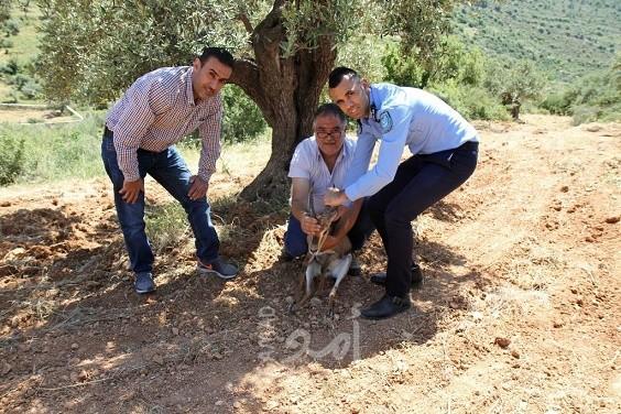   بالصور ..سلطة جودة البيئة: غزال الجبل الفلسطيني من القفص إلى الطبيعة في رام الله