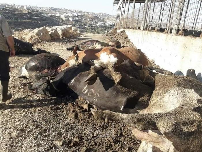 بالصور.. مقتل عشرات الأبقار برصاص مسلحين في الخليل