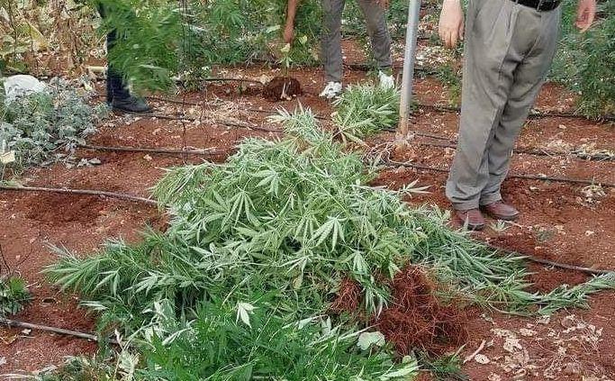 القبض على مشتبه به في قضية مشتل المخدرات الضخم شرق القدس
