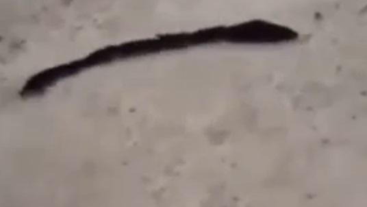 بالفيديو.. حيوان غريب له 32 قدماً و8 ذيول يثير الجدل