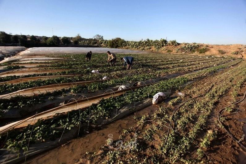 العمل الزراعي يبدأ تأهيل 30 بركة مياه بلاستيكية لمزارعي الدفيئات الزراعية بمحافظة رفح