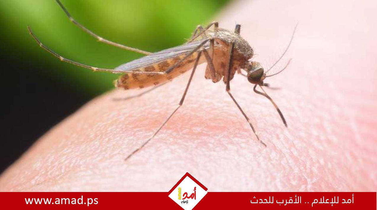 10 علاجات منزلية لتقليل لدغات الناموس
