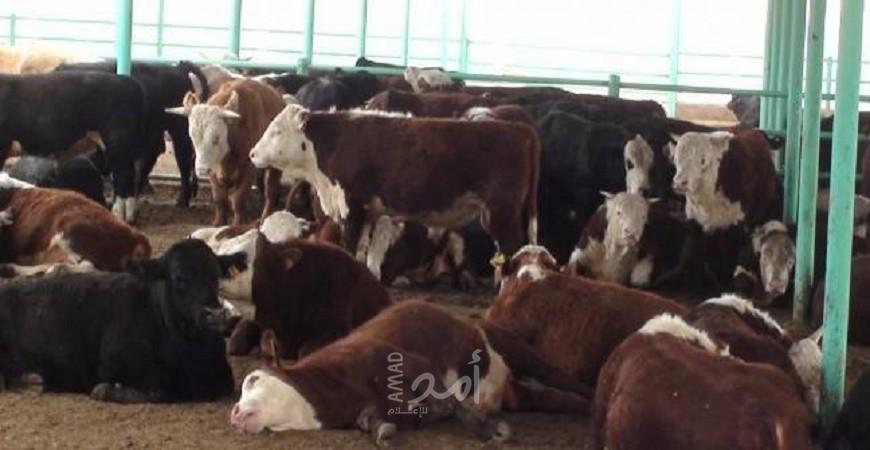 الضابطة الجمركية تضبط 60 عجلاً بدون إذن الاستيراد بمحافظة طوباس