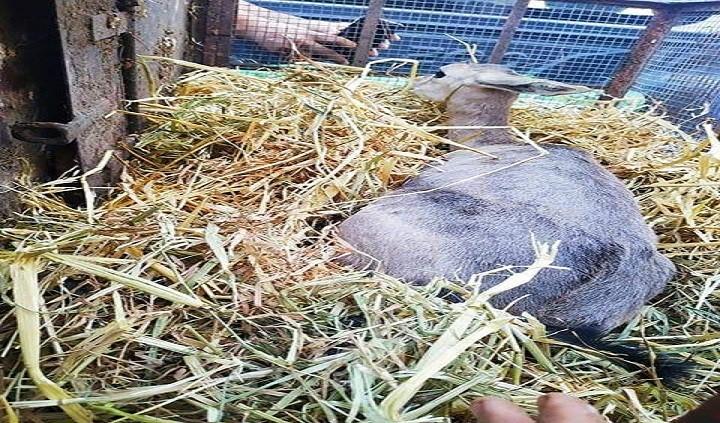 بالتفاصيل.. رجل أعمال يربي "الريم الصحراوي" في حديقة منزله بغزة (فيديو)