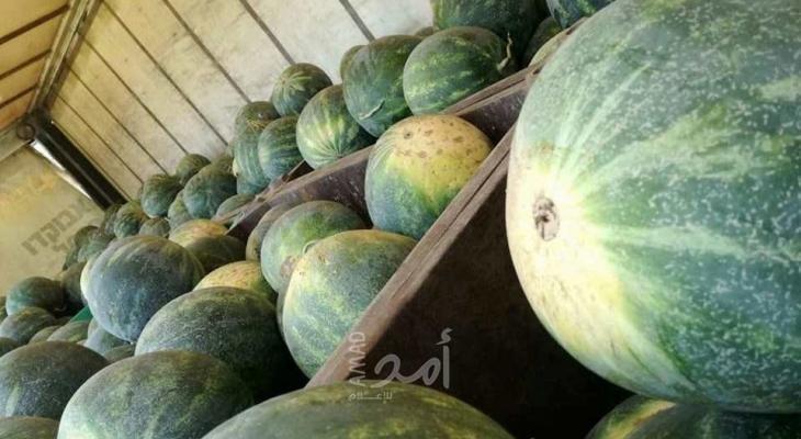 ضبط 700 كيلو من البطيخ الفاسد جنوب قطاع غزة