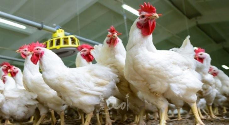 أسعار الدجاج والحبش في أسواق غزة