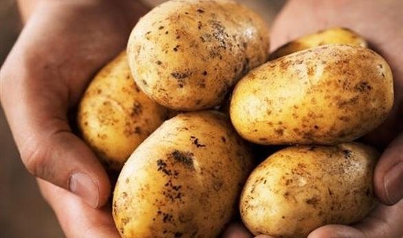 زراعة غزة تناقش شروط وضوابط استيراد تقاوي البطاطس