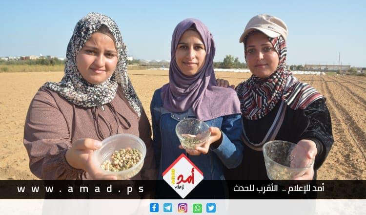"أسيل وغيداء ونادين".. خريجات من غزة كسرن الانتظار والبطالة: الحقل بديلا!
