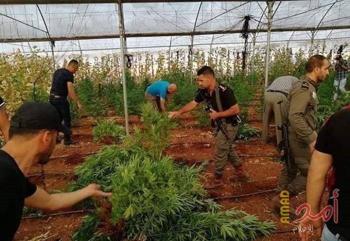 بالصور.. شرطة جنين تضبط مشتلاً للمخدرات