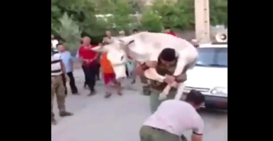 بالفيديو .. أغرب منافسة رياضية يمكن أن تراها