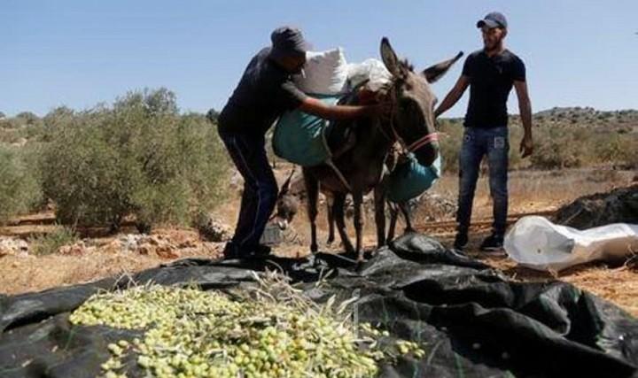 رويترز:  أشجار الزيتون تحترق في الضفة والأمم المتحدة تطلب حماية الحصاد