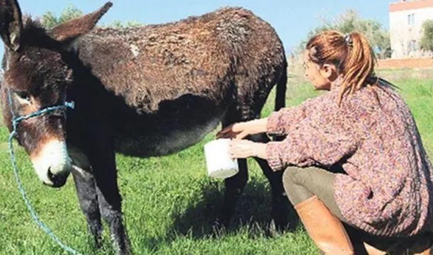 لبن الحمير سلاح ألبانيا في مواجهة فيروس "كورونا"