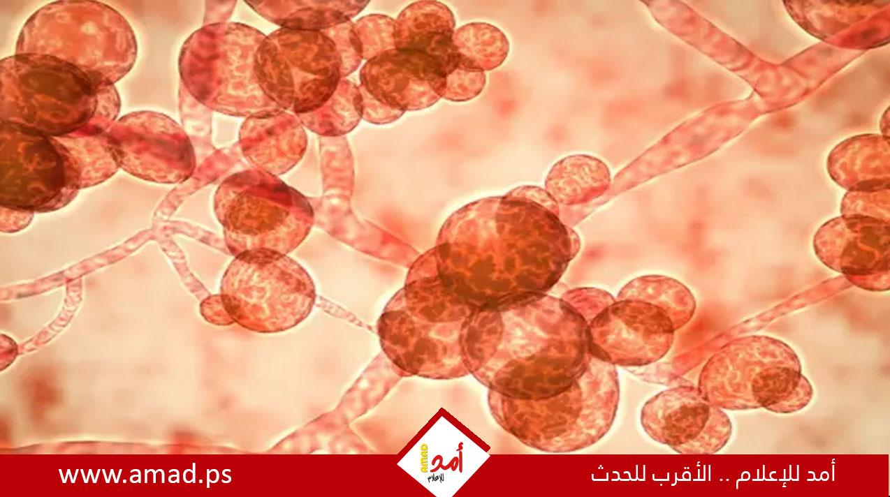تفشى فطر مقاوم للأدوية يهدد البشرية