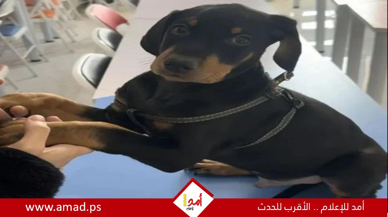 سيدة صينية تدفع 22 ألف دولار لاستنساخ كلبها الميت
