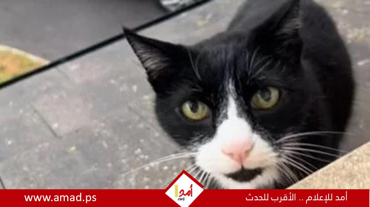 قط يتحدث بلكنة بريطانية يثير الجدل على السوشيال - فيديو