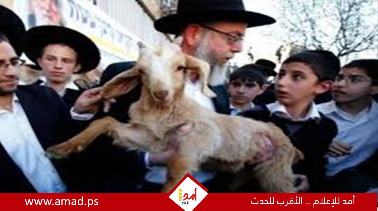 انطلاق مسيرة المستوطنين مع "قرابين الفصح" باتجاه القدس والمسجد الأقصى