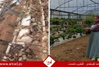تقرير… غزة: مزرعة فراولة تزهر من تحت الرماد ولها مذاقٌ خاص - صور