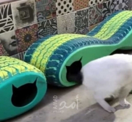 مبادرة لإيواء القطط وحمايتها من البرد في شوارع القاهرة -فيديو