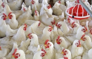 نقابة الدواجن تؤكد لـ"أمد" انتهاء أزمة البيض المخصب: لن يعاني "رمضان" من نقص في الدجاج
