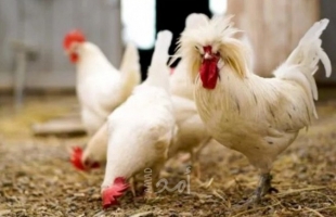 مسئول بنقابة مربي الدواجن في غزة يكشف لـ"أمد" علاقة الدجاج بالأمراض المسرطنة!!