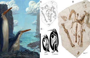 اكتشاف نوع جديد من طيور البطريق عمره 34 مليون سنة
