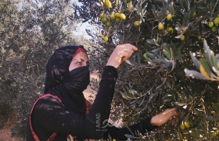 تقرير بالصور: قطف ثمار الزيتون في غزة… أجواءٌ تراثية على أنغام الأهازيج الشعبية