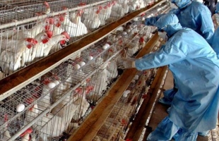 فرنسا تسجل أول إصابة بانفلونزا الطيور H1N5