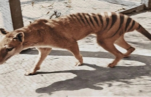 العثور على بقايا نمر منقرض من القرن الـ19 بأستراليا