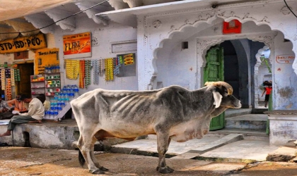 وباء غامض يقتل الأبقار ومخاوف من اللحوم في الهند